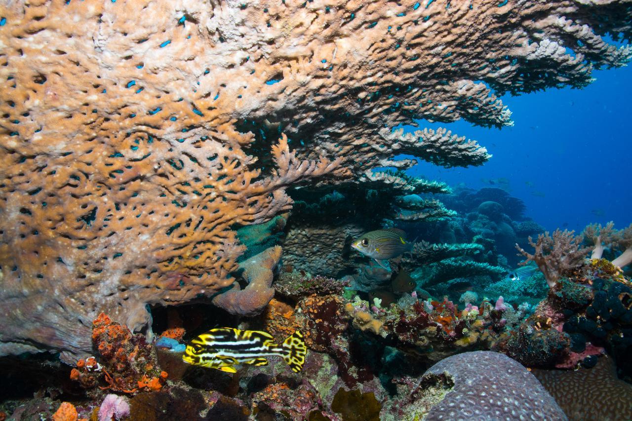 Gecko Nature Lodge Home Of Swahili Divers The Best Dive Center And Famous Gecko Restaurant Verani エクステリア 写真
