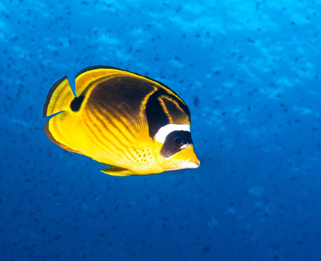 Gecko Nature Lodge Home Of Swahili Divers The Best Dive Center And Famous Gecko Restaurant Verani エクステリア 写真
