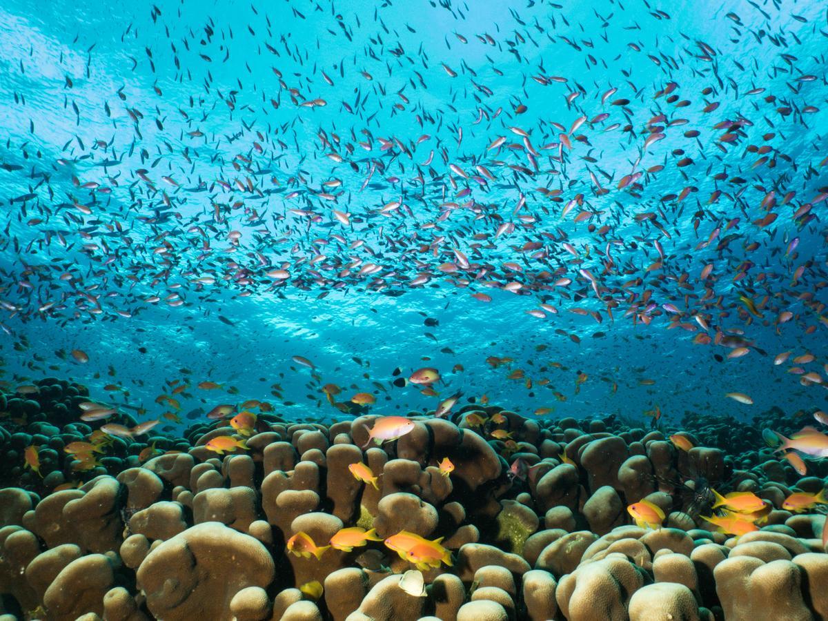 Gecko Nature Lodge Home Of Swahili Divers The Best Dive Center And Famous Gecko Restaurant Verani エクステリア 写真
