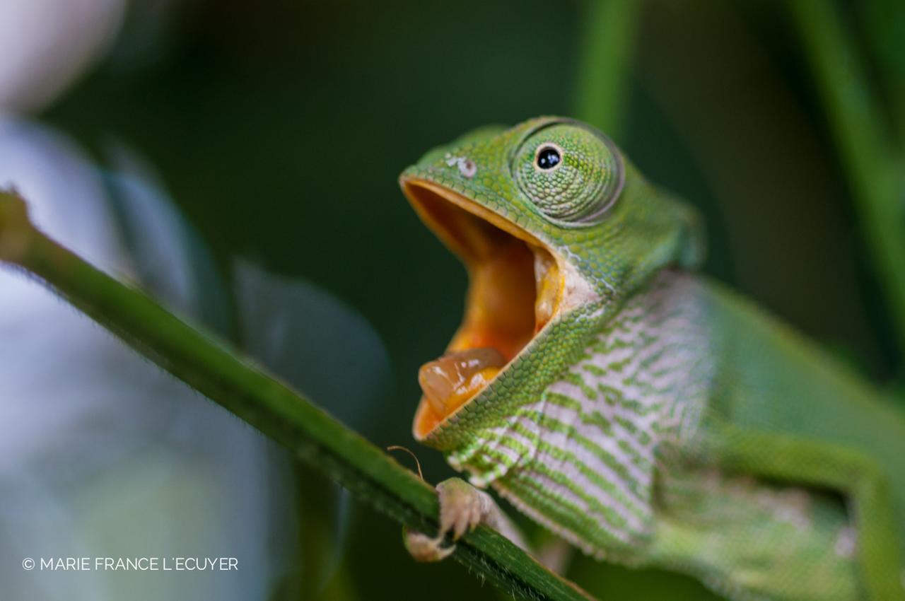Gecko Nature Lodge Home Of Swahili Divers The Best Dive Center And Famous Gecko Restaurant Verani エクステリア 写真