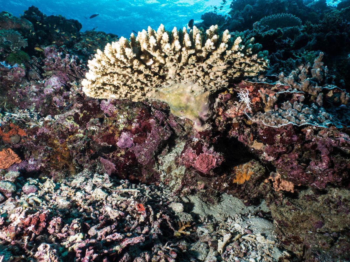 Gecko Nature Lodge Home Of Swahili Divers The Best Dive Center And Famous Gecko Restaurant Verani エクステリア 写真