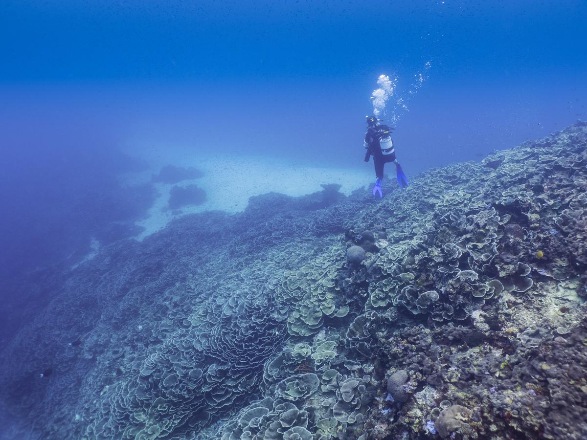 Gecko Nature Lodge Home Of Swahili Divers The Best Dive Center And Famous Gecko Restaurant Verani エクステリア 写真