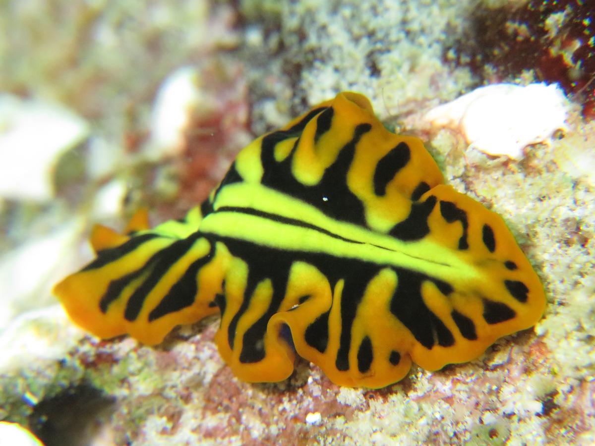 Gecko Nature Lodge Home Of Swahili Divers The Best Dive Center And Famous Gecko Restaurant Verani エクステリア 写真