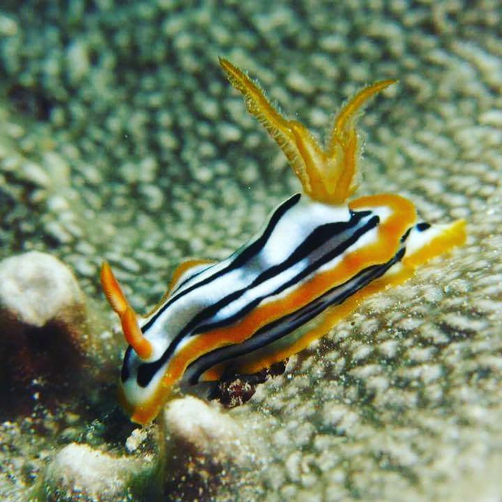 Gecko Nature Lodge Home Of Swahili Divers The Best Dive Center And Famous Gecko Restaurant Verani エクステリア 写真