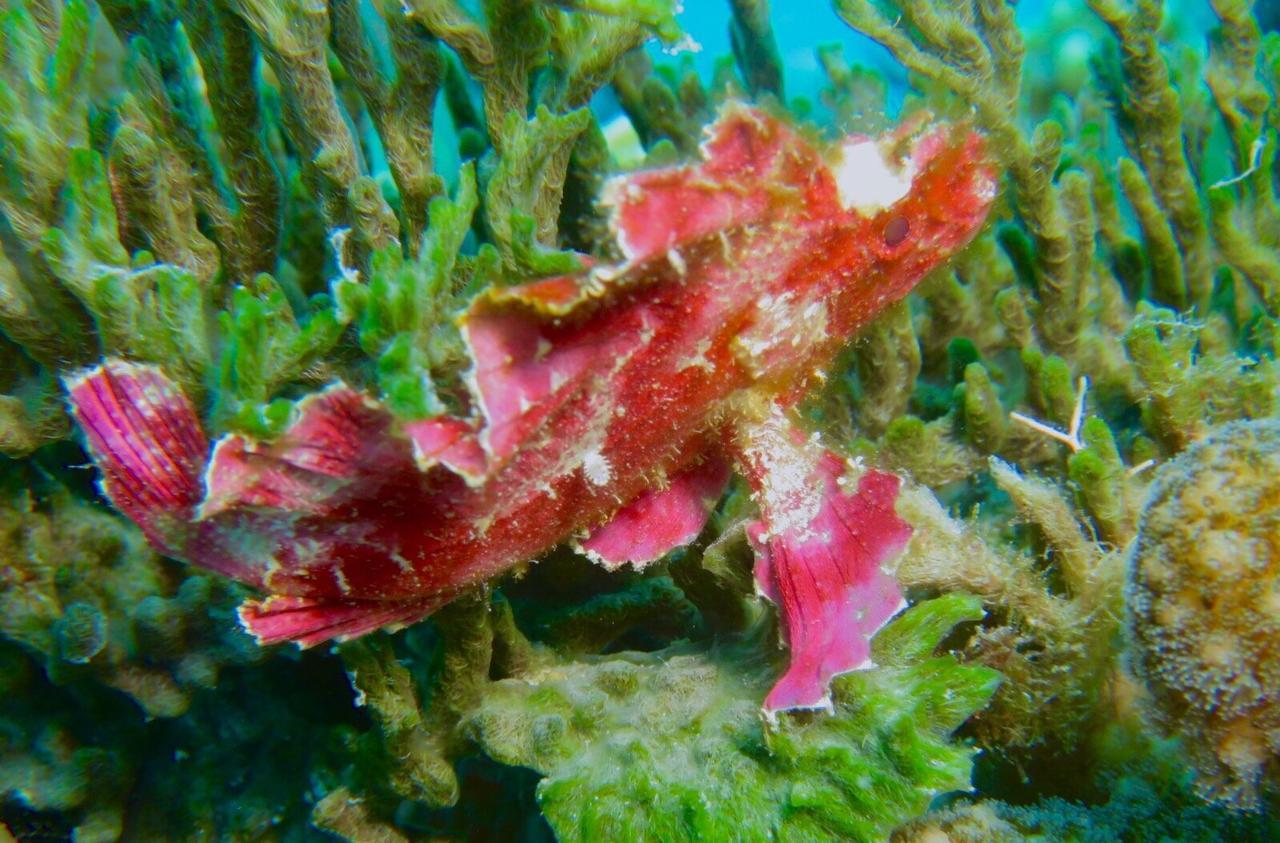 Gecko Nature Lodge Home Of Swahili Divers The Best Dive Center And Famous Gecko Restaurant Verani エクステリア 写真