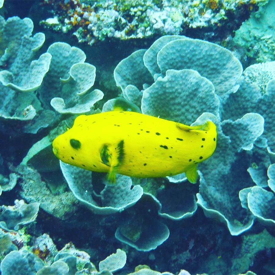 Gecko Nature Lodge Home Of Swahili Divers The Best Dive Center And Famous Gecko Restaurant Verani エクステリア 写真