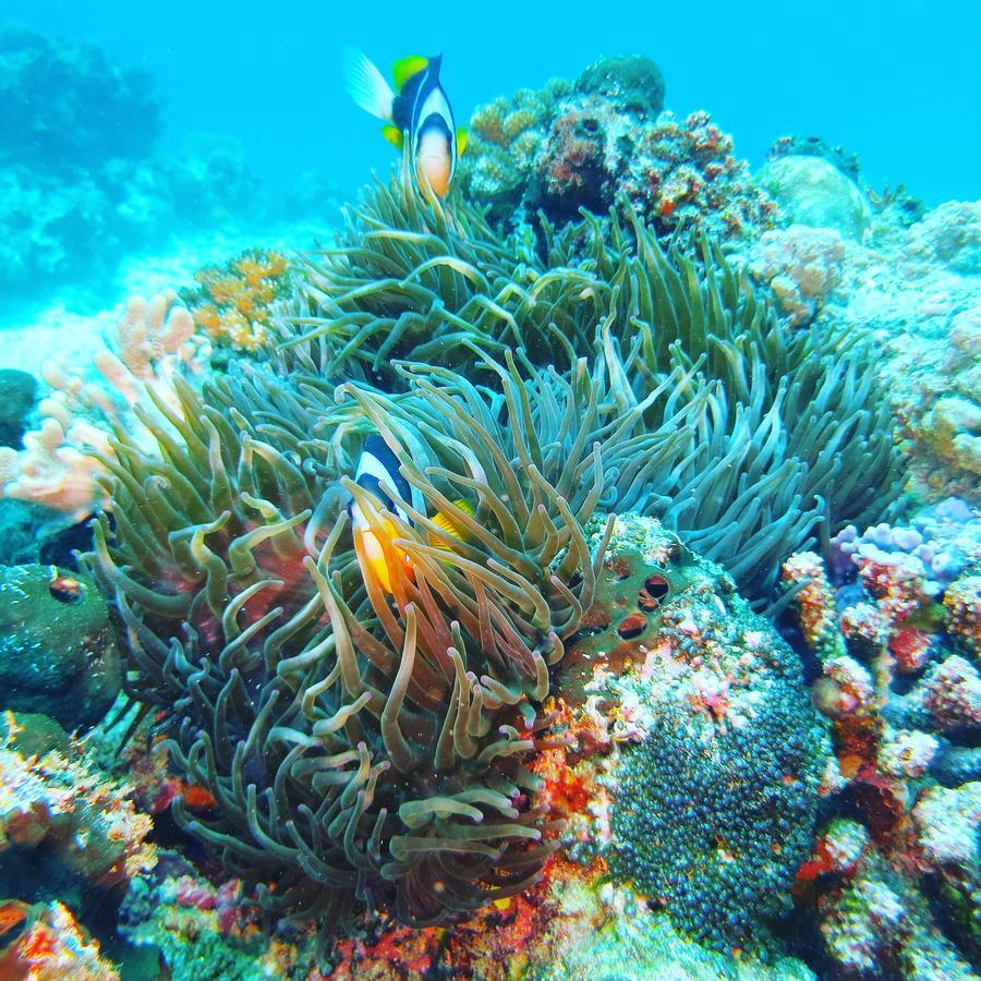 Gecko Nature Lodge Home Of Swahili Divers The Best Dive Center And Famous Gecko Restaurant Verani エクステリア 写真
